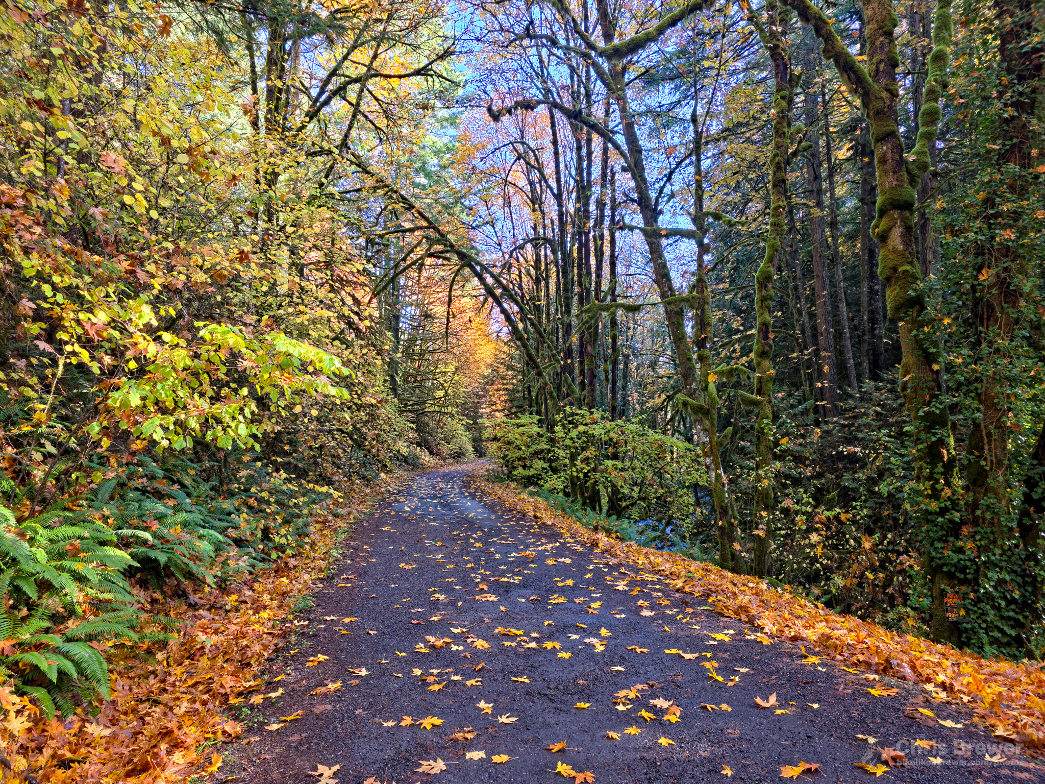 The joy of autumn on the Crown Zellerbach Trail